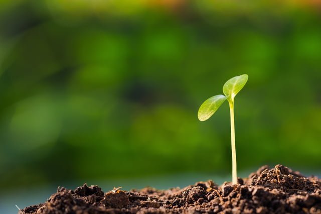 shutterstock_131671565 Green shoots